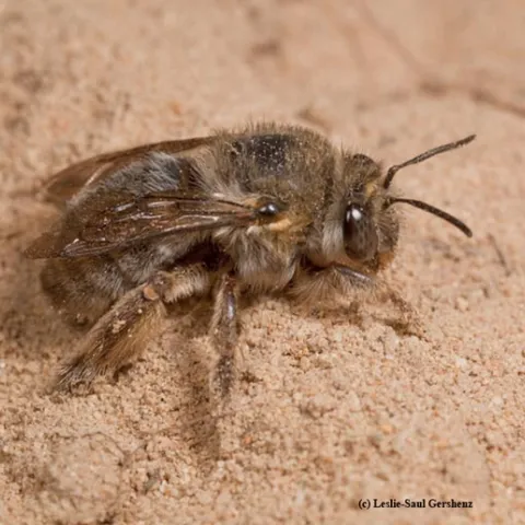 Close-up of female silver digger bee, Habropoda miserabilis, taken at Waldport, Ore. in 2015. (Copyrighted Photo by Leslie Saul-Gershenz. Used with Permission)