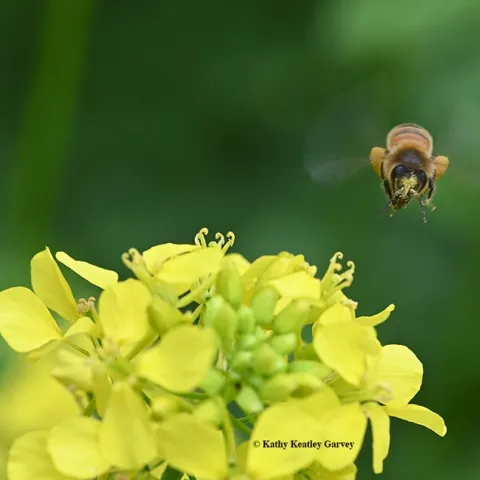 A pollen-laden honey bee heads for more pollen and nectar on mustard. (Photo by Kathy Keatley Garvey)