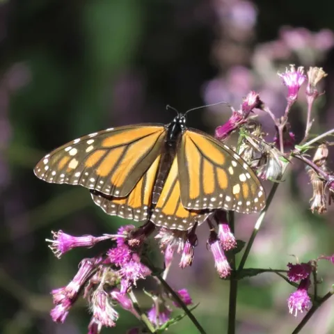 Monarch in Michoacan by J. Alosi