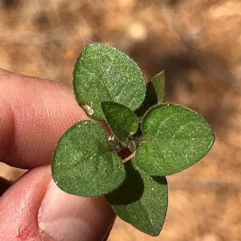 Black nightshade seedling