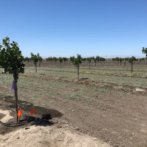 Alkaliweed in pistachios