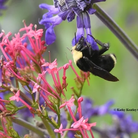 A yellow-faced bumble bee, Bombus vosnesenskii, nectars on a spiked floral purple plant, Salvia indigo spires (Salvia farinacea x S. farinacea) at the Kate Frey Pollinator Garden at the Sonoma Cornerstone. (Photo by Kathy Keatley Garvey)
