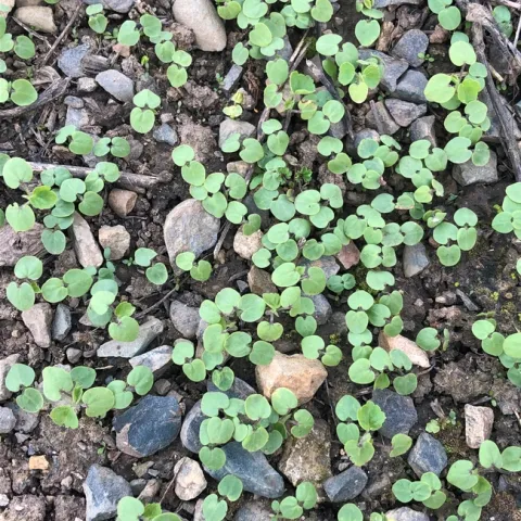 Emerging velvetleaf seedlings