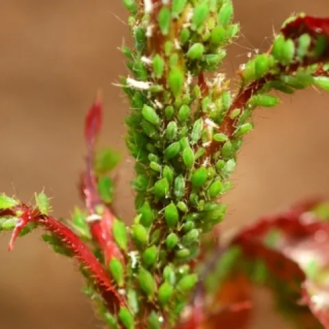 Aphid infestation on a rose. (Pexels.com)
