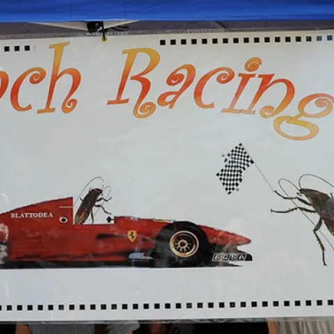 Have roach, will race! Don't miss the cockroach races at Briggs Hall during the 105th annual UC Davis Picnic Day. (Photo by Kathy Keatley Garvey)