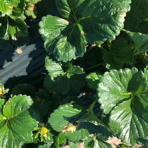 View from the top, distinct areas of tan colored burns distributed around the most exposed leaves.
