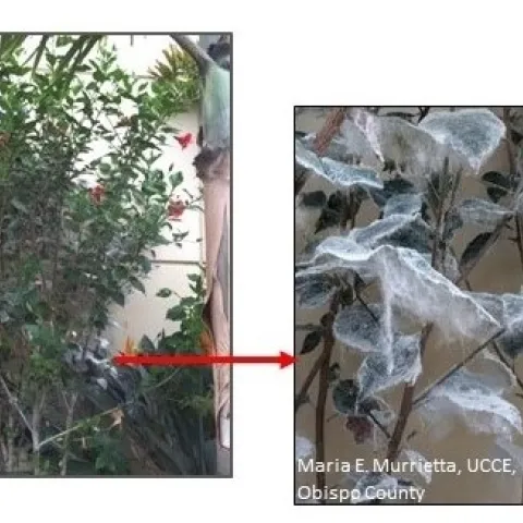 Giant whitefly on hibiscus with close up of heavily infested leaves.