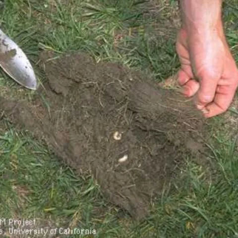 Pulling back damaged lawn cut to reveal 2 masked chafer larvae on soil.