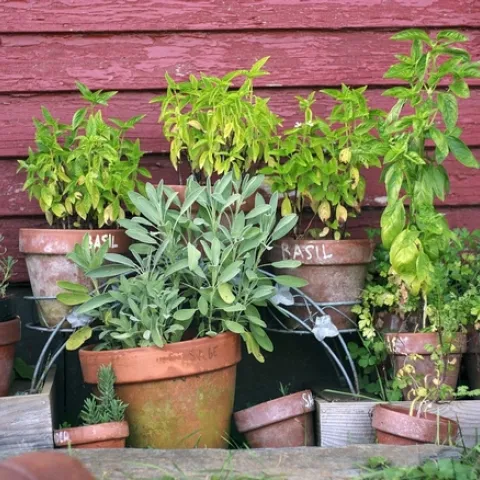 Plant-Herb-Garden-Pots-Garden-Green-Gardening-2294487