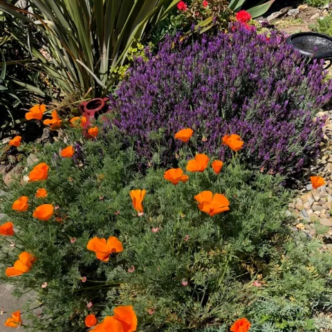 Poppies and lavendar. photos by Trisha Rose
