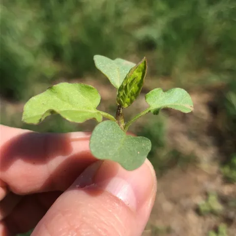Seedling bindweed