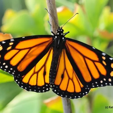 A male monarch seeking nectar in Vacaville, Calif. (Photo by Kathy Keatley Garvey)