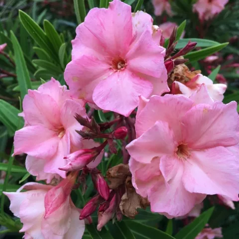 Oleander
