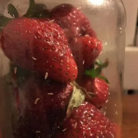 Drosophila larvae emerging from strawberry fruit held under a bell jar.