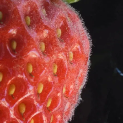 Powdery mildew on a strawberry. (Photo: Steven Koike)