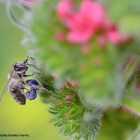A honey bee packing blue pollen from the tower of jewels, Echium wildpretii. (Photo by Kathy Keatley Garvey)