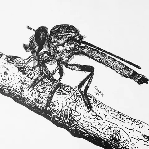 A robber fly, Ommatius amula, with prey. Today (April 30) is World Robber Day. (Drawing by Charlotte Herbert Alberts.)