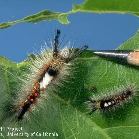 To control western tussock moth caterpillars, “use pressure washers to push the larvae off the trees before they start wandering around,” Andrew Sutherland said.