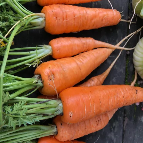 Carrots_MAY_PADG