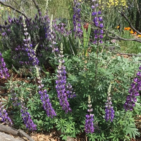 lupine-tina s 2019