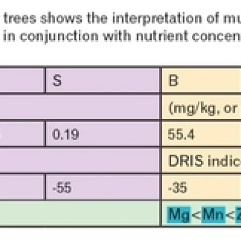 Leaf tissue of HLB orange