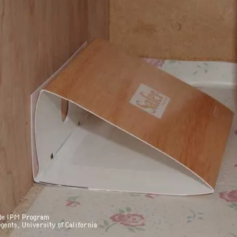 Pheramone trap for Indian meal moths (Credit: CA Reynolds)