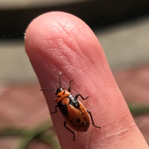 Milkweed Bug