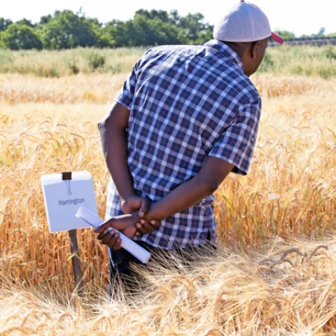 UC Small Grains Field Day