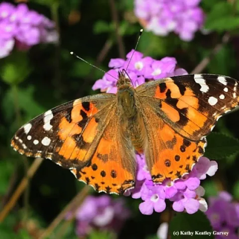Painted lady adult. Photo courtesy Kathy Keatley Garvey.