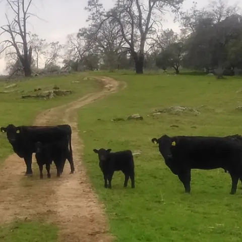 San Joaquin Valley ranchers can use new UC ANR beef-cattle cost study to guide their production decisions.
