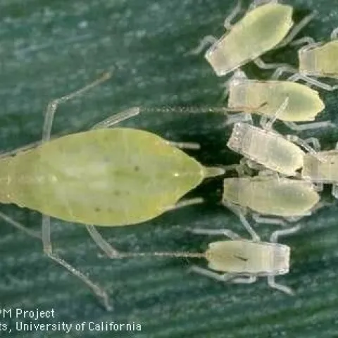 Rose grass aphids