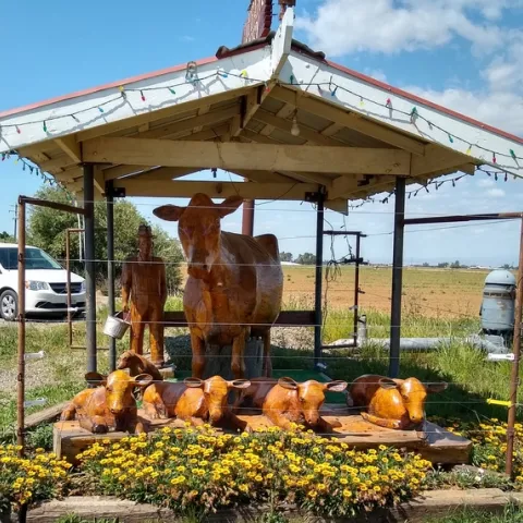 Glenn County is home to the dairy farm whose cow gave birth to quadruplet heifer calves (baby girls)
