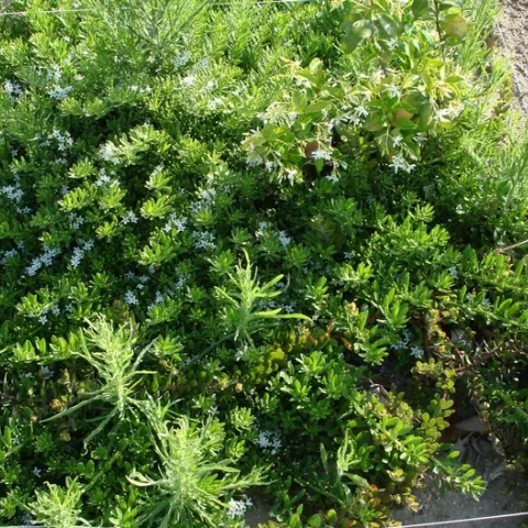 Jasmine being choked out by weeds and myoporum.