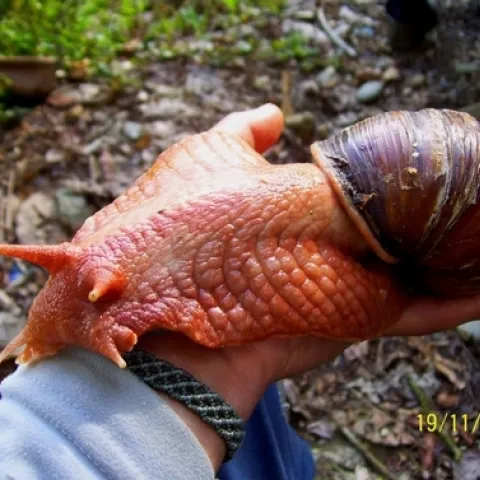 giant land snail