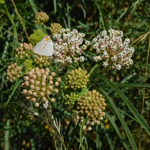 Photo by Jacqueline Shubitowski