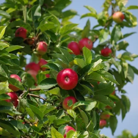 Apples on apple tree.