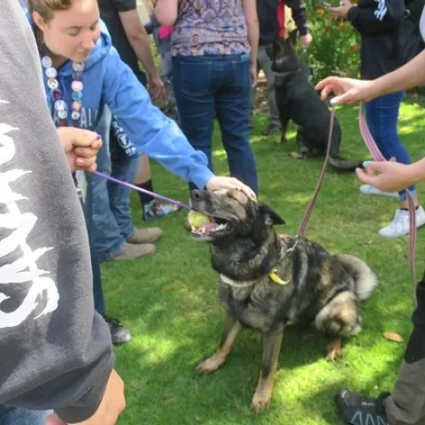 Learning about careers related to K-9 Training