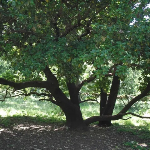 Madrone in Lower Bidwell Park. Low, horizontal branches are tempting to climb by Laura Lukes