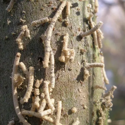 shot hole borer galleries