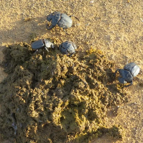 Dung beetles in St Lucia Wetlands National Park, South Africa. (Photo by James R. Carey)