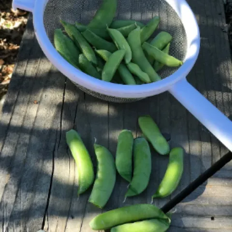 Snap Peas