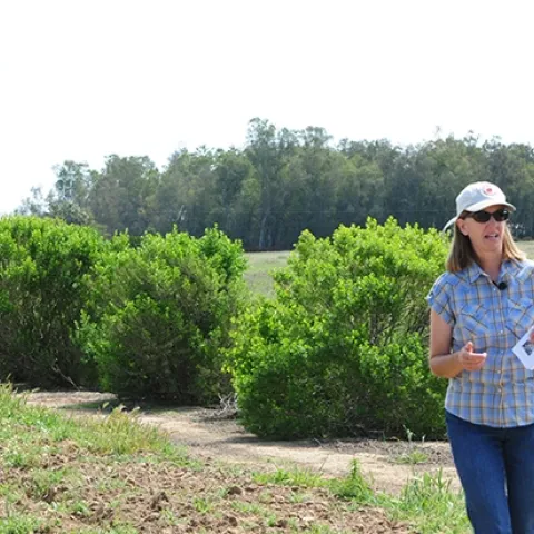 Rachael Long, UCCE farm advisor, leads a tour of her family farm in Yolo County in April of 2015. "Hedgerows are important for enhancing beneficial insects, including bees and natural enemies, for better biocontrol and crop pollination in adjacent field crops, with measurable economic benefits," she says. (Photo by Kathy Keatley Garvey)