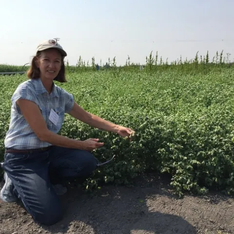 Rachael Long examines a garbanzo field in California for stand health.
