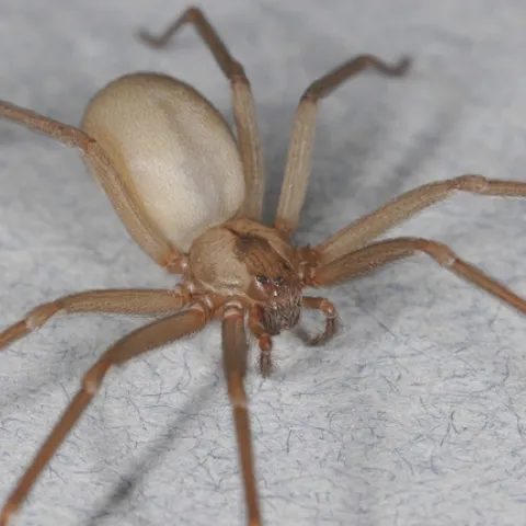 Brown recluse spider. Rick Vetter, UC Riverside)