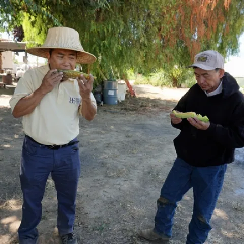 UCCE agricultural assistant Michael Yang, left, and Van Thao snack on freshly picked melon during a field visit.