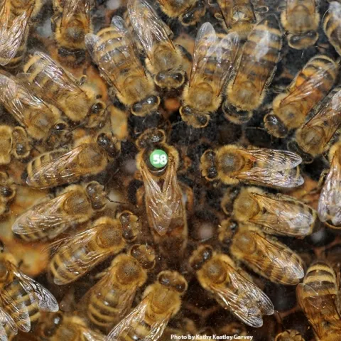 A queen bee and her retinue at the Harry H. Laidlaw Jr. Honey Bee Facility. (Photo by Kathy Keatley Garvey)