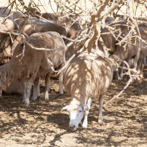 UDJ-L-HRECWildlife-0829-9