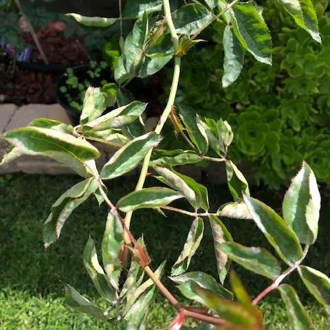 Powdery Mildew on Rose
