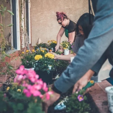 Hands working to plant flowers