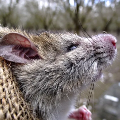 Las ratas de tejado son una especie introducida en California